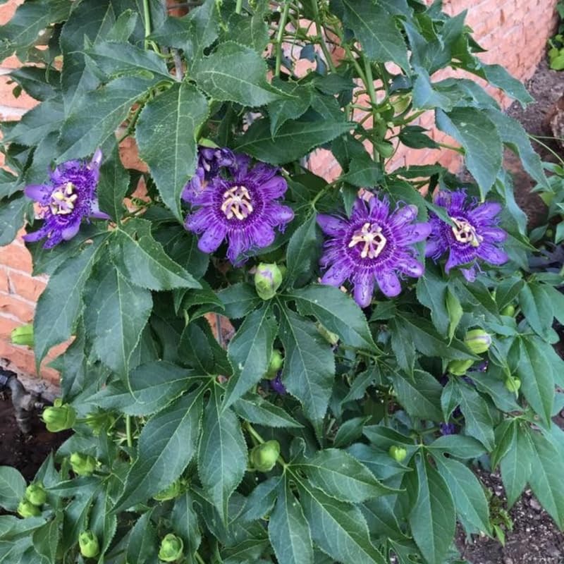 2 Purple Passion Flower Plants, 4-8'' Tall Red Passiflora Plant Vine for Planting, Vibrant Passion Flower Starter Plant for Home Garden and Containers, Well Rooted to Grow