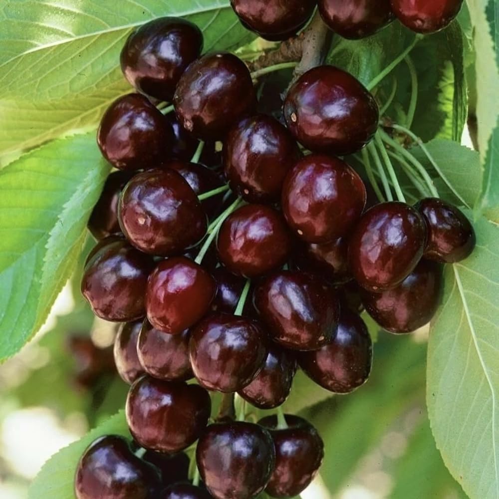 Pack 4 Black Cherry Trees Live, 12-18 Inch Tall Each, Sweet Cherry Fruit Trees for Outdoor Planting and Home Orchard, Dormant, Bareroots
