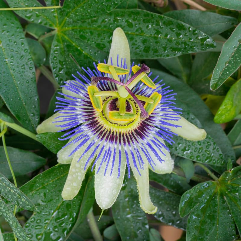 2 Blue White Passion Flower Plants, 4-8'' Tall Red Passiflora Plant Vine for Planting, Vibrant Passion Flower Starter Plant for Home Garden and Containers, Well Rooted to Grow