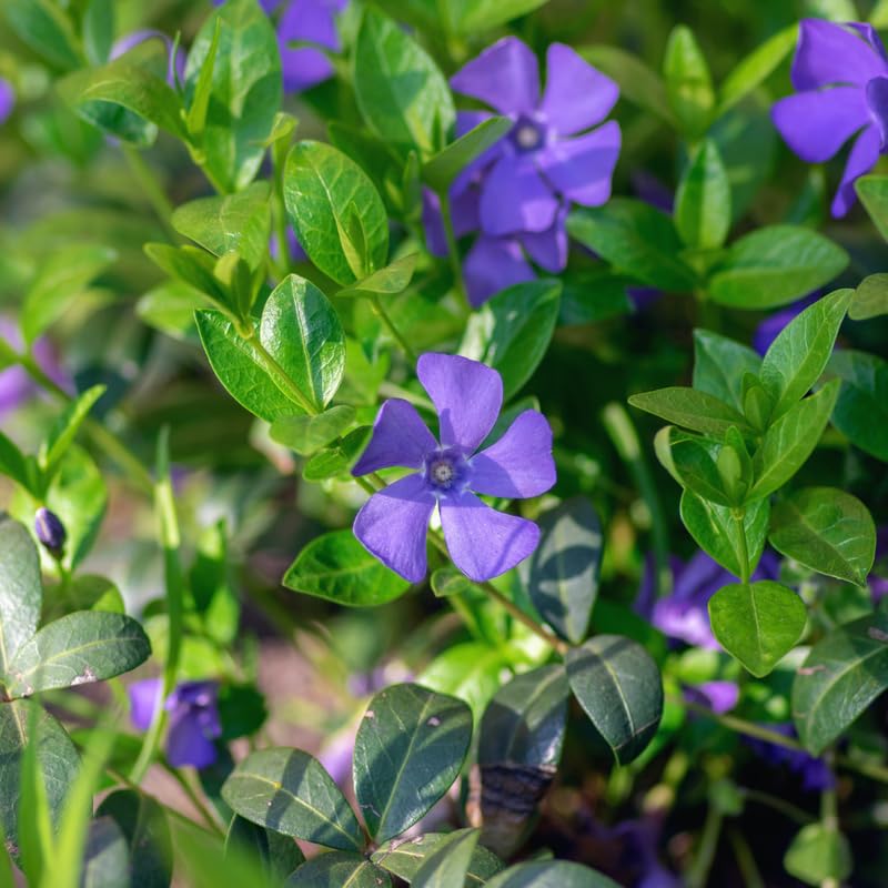 48 Vinca Plants, Vinca Minor Ground Cover Plant Periwinkle Plants Live, 6 to 8 Inc Tall, Vinca Well Rooted for Garden