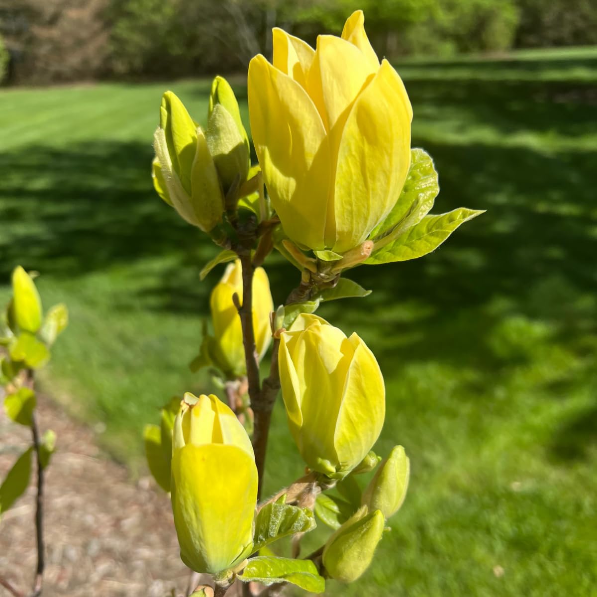 Yellow Magnolia Tree, 12-24 Inch Magnolia Trees Live Plants, Gallon Pot, Fragrant Yellow Flowers, Dormant in Winter