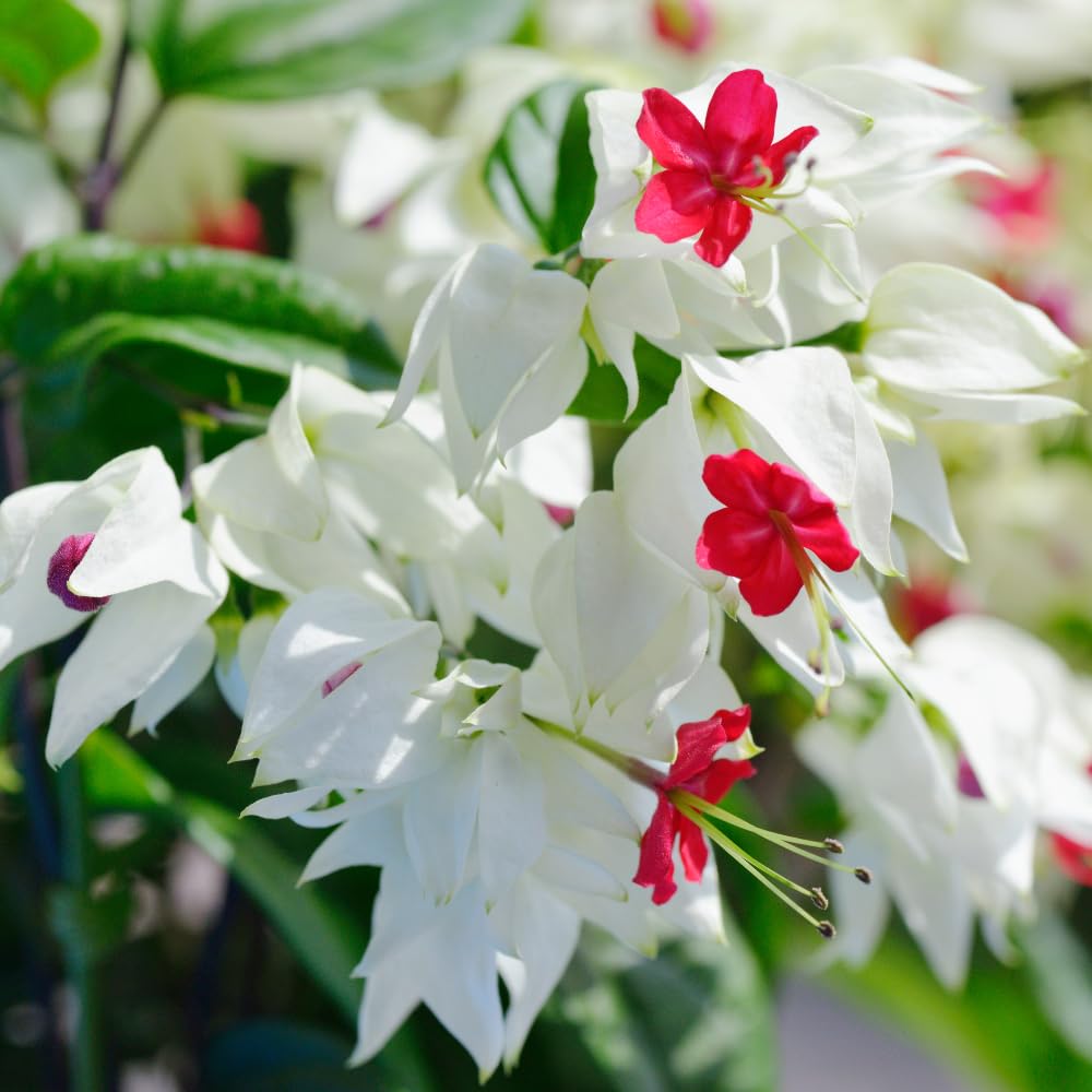 4 Mix Bleeding Heart Plants Live, Clerodendrum Perennial Shade Flower Plants, 4-6 Inch Tall Well-Rooted, Red and White Blooms