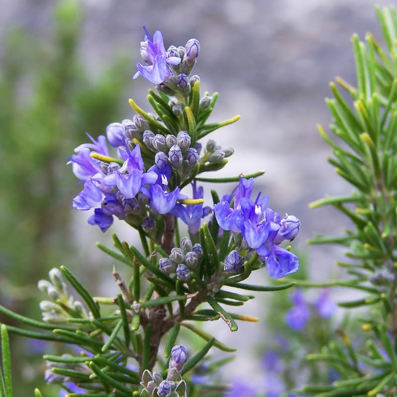 6 Rosemary Plants 4–6'' Tall, Fragrant Culinary Herb, Hardy Rosemary for Outdoor or Container Planting