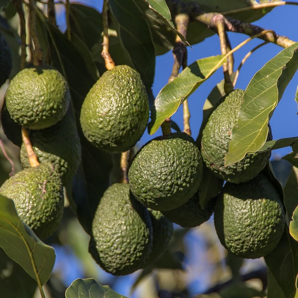 Avocado Tree Live 1-2 Ft Tall in 3 Gallon Pot, Grafted Avocado Tree for Outdoor Garden or Patio Planting, High Yield, Ready to Bear Fruits, No CA (HASS Avocado)