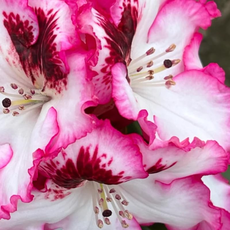 Vivid Pink White Rhododendron Plant Live, Azalea Plants, Rhododendron Azalea Bushes Ready to Plant, Live Shrubs for Outdoor Planting