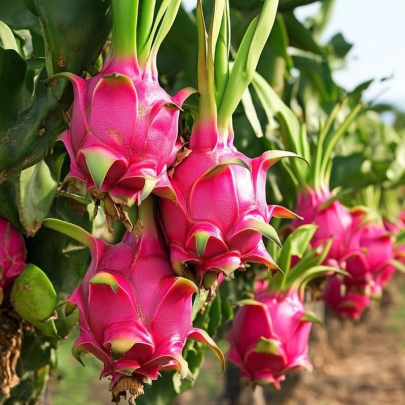 Red Dragon Fruit Tree Live Plant, Fully Rooted in Quart Pot, 12" Tall, Fast Growing Tropical Fruit Cactus