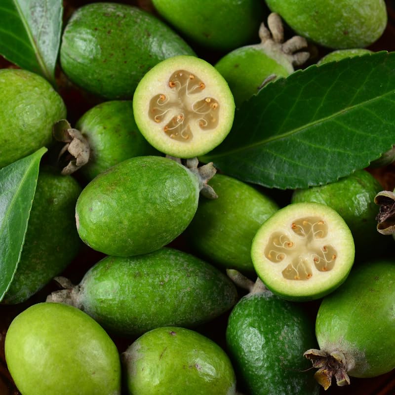 Pineapple Guava Live Tree in 3 Gallon - 2-3 Feet Tall Sweet Tropical Guava Fruit Shrub, Cold Hardy, No Ship to CA