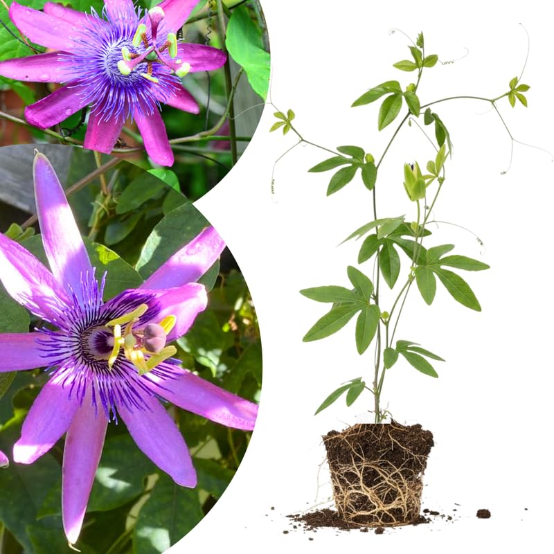 Lavender Passion Flower Plant Live, Passiflora Vine for Garden, 4-8" Tall, Hardy Flowering Vine for Garden or Trellis