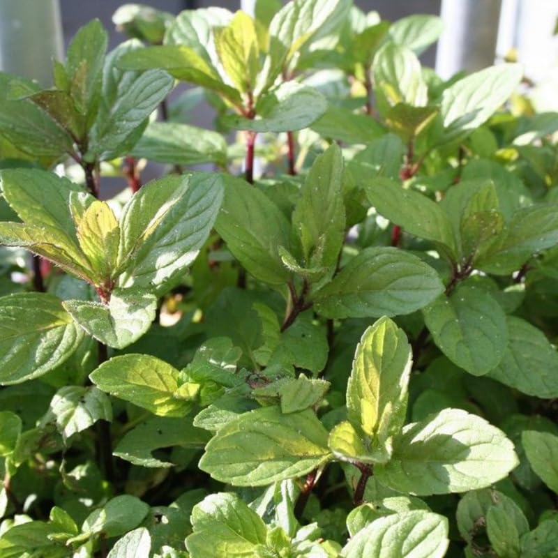 Set 4 Chocolate Mint Plants 4–7 Inch, Fragrant Culinary and Garden Mint, Fast-Growing, Zones 5–9