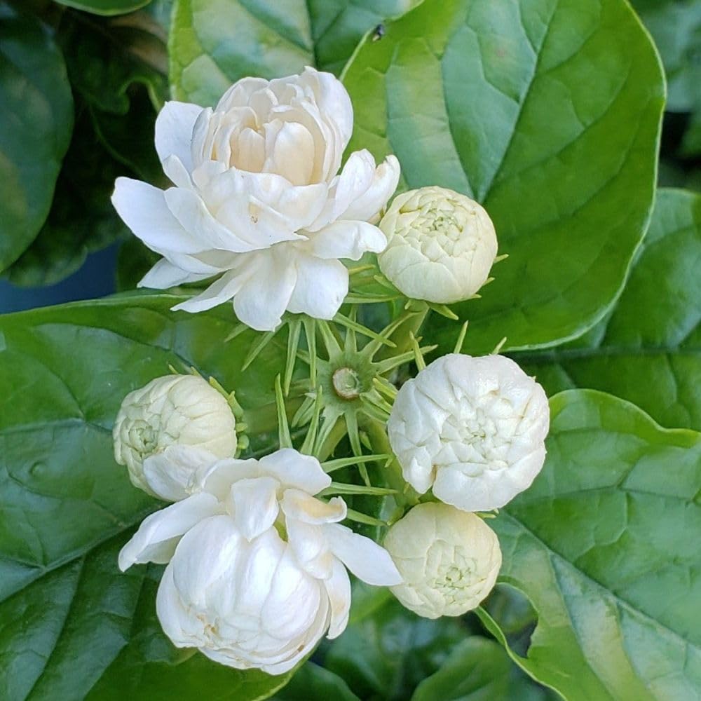 Grand Duke of Tuscany Jasmine Plant 3 Gallon Pot, 2-3ft Tall, Fragant Arabian Jasmine Tree for Garden, No Ship to CA