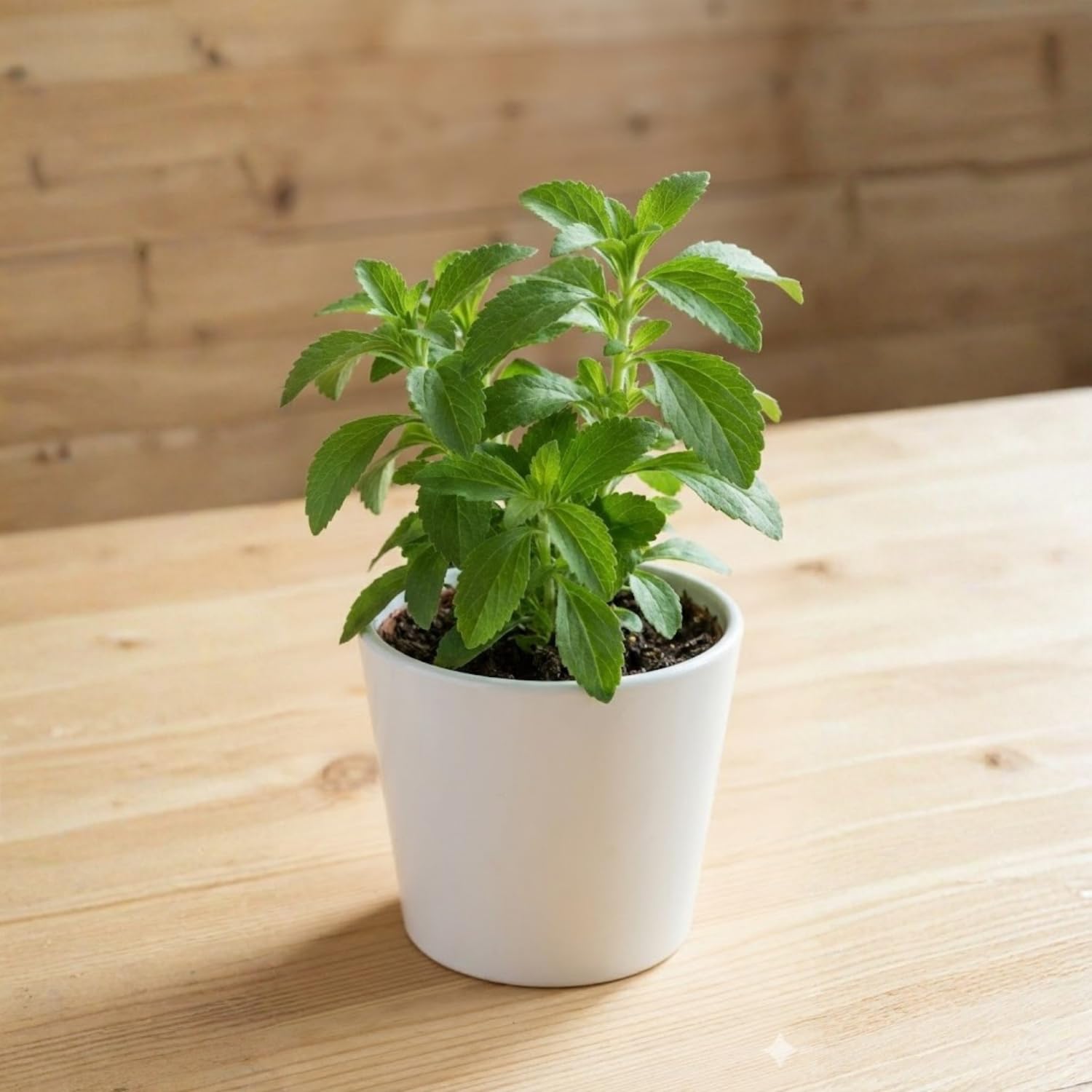Pack 2 Stevia Live Plants, Well Rooted 4-7 Inches, Hardy Herb for Garden or Containers Planting
