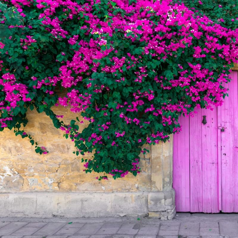 3 Deep Purple Bougainvillea Plants Live, 4-8” Tall Flowering Bougainvillea Vines, Tropical Climbing Plants for Garden or Containers, No Pot
