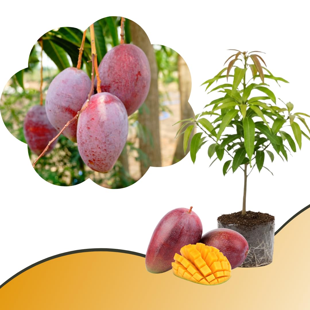 Mango Tree Live Plant, Sweet Mango Plant, Tropical Fruit Tree in 3 Gallon Pot for Outdoor Planting (Red Mango)
