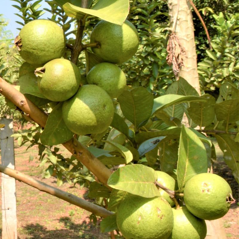 Pink Guava Tree Live Plant in 3 Gallon Pot, Fragrant and Edible Guava Fruit Bearing Tree from 2 to 3 Feet Height, No Ship to CA