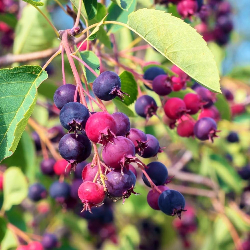 Edible Serviceberry Plant 6-12 Inch Tall