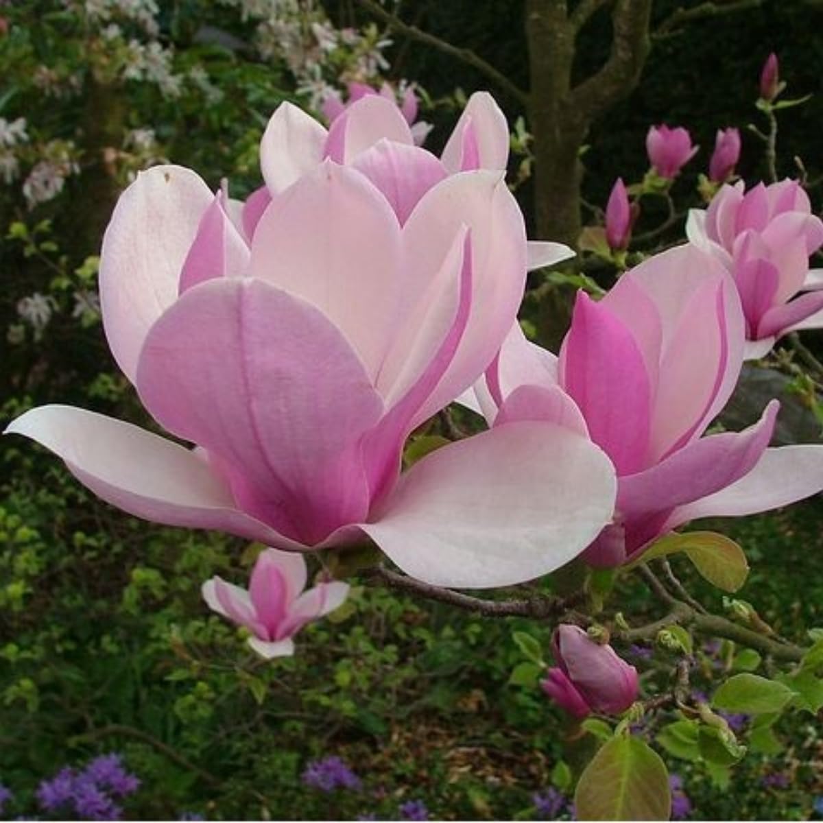 Saucer Magnolia Tree, 6-12 Inch Magnolia Trees Live Plants for Planting Outdoor, 2.5 Inch Pot Fragrant Pink White Flowers Plant, Dormant in Winter