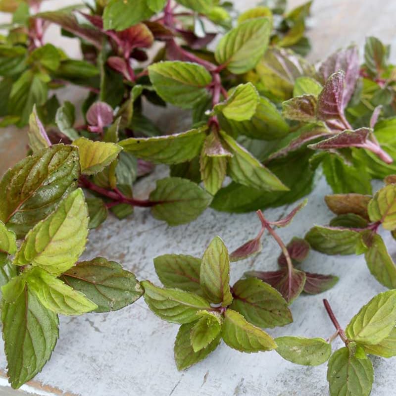 6 Chocolate Mint Herb Plants, Fully Rooted Mint Plants 4-7'' Tall, Easy Grow Indoor Outdoor