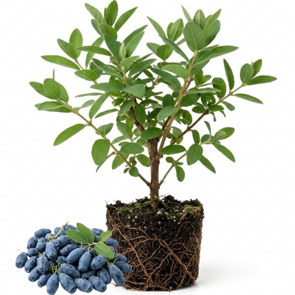 Haskap Bush Plant, Blue Honeyberry Plants, 4-8" Tall Starter Plant in Soil