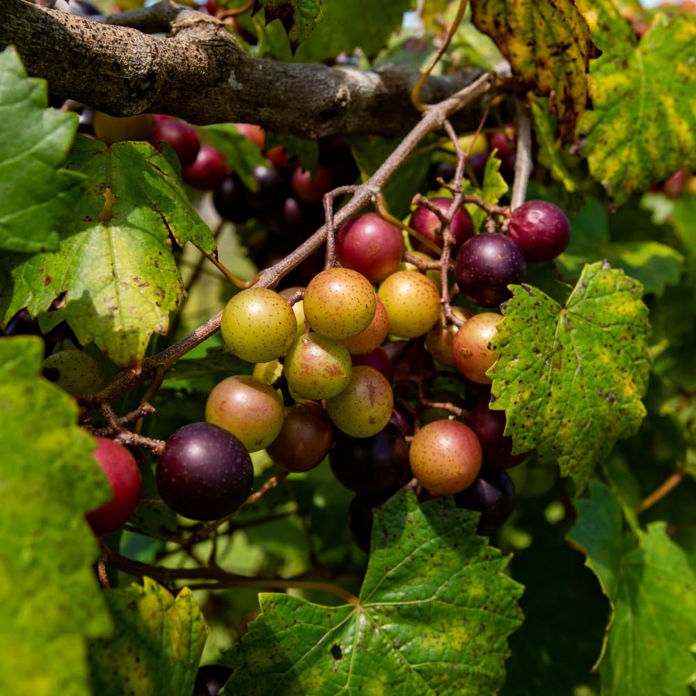 Live Muscadine Grape Plant, Grape Vine 20-24" Tall in Gallon Pot, Outdoor Fruit Vine for Garden, No Ship to CA