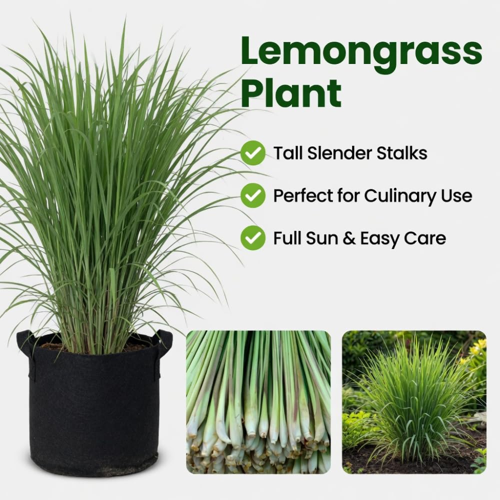 Lemon Grass Live Plants in 4" Pot, Lemongrass Plant, 5-8'' Tall Fragrant Herbs Plants for Planting Indoor Outdoor, No Ship to CA