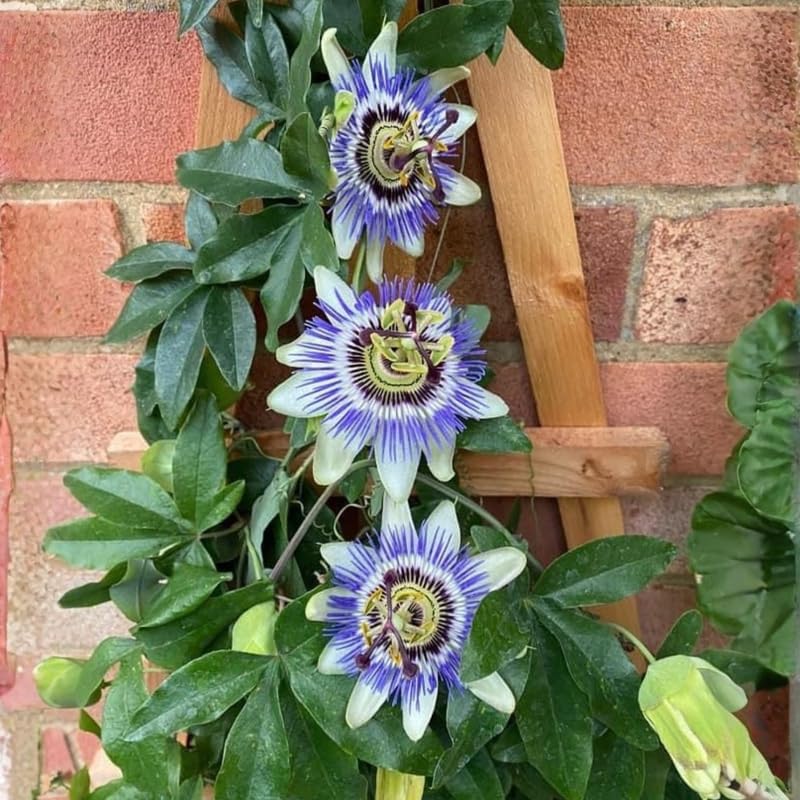 2 Passion Flower Plants, 4-8'' Tall Red Passiflora Plant Vine for Planting, Vibrant Passion Flower Starter Plant for Home Garden and Containers, Well Rooted to Grow