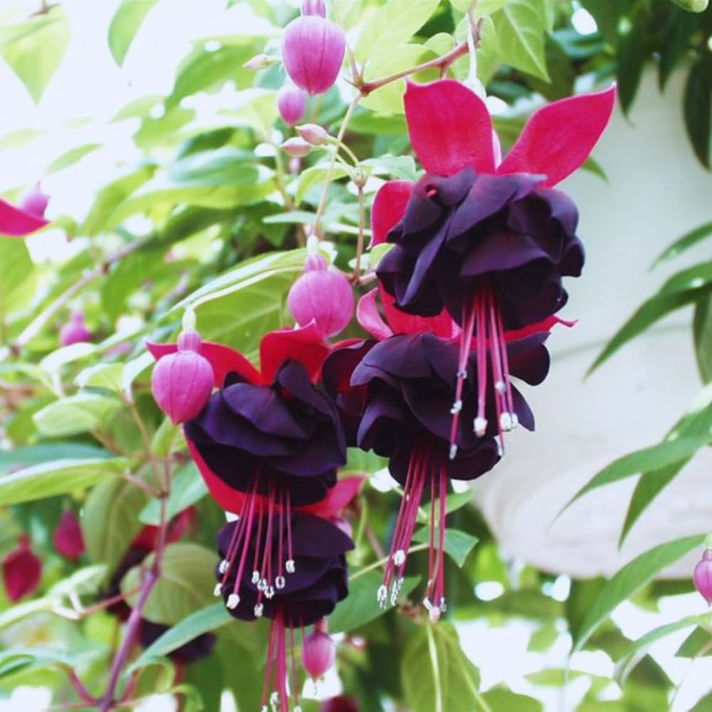 3 Fuchsia Plants Live, 3 to 6 Inc Tall, Red Black Fuchsia Flower Plants for Your Garden