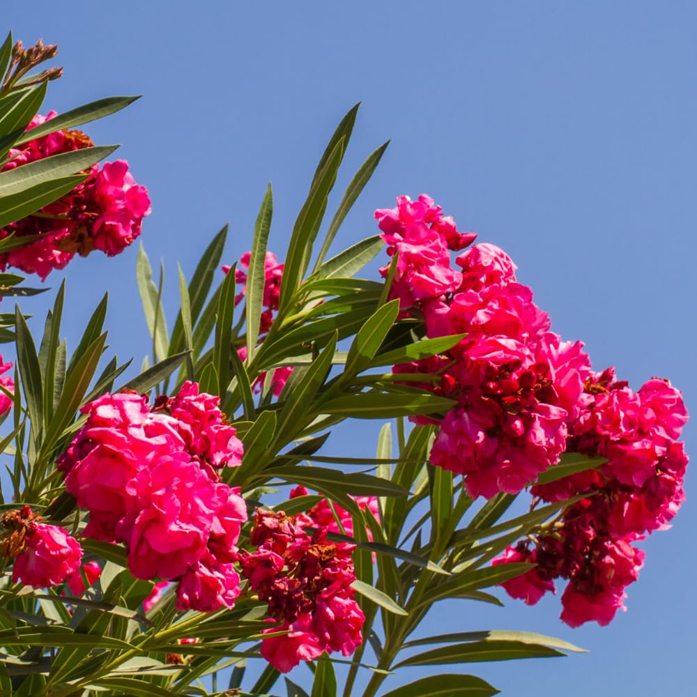 2 Pink Oleander Plants Live, Hardy Flower Plant from 4 to 6 Inches