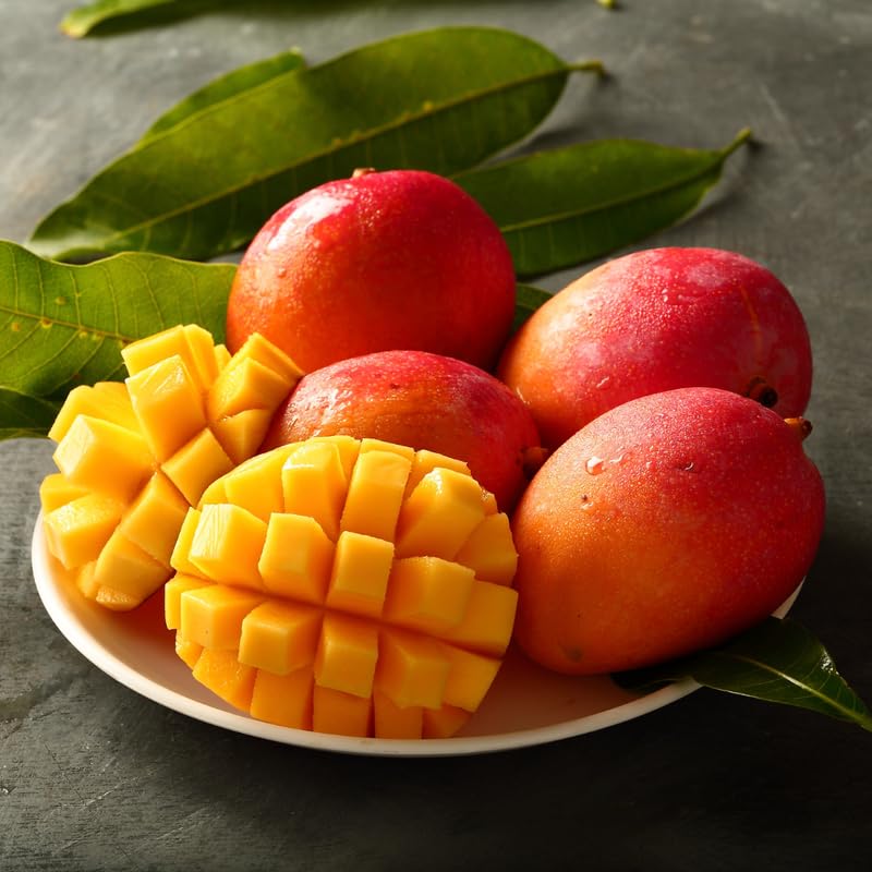 Valencia Mango Trees Live Plants in 3 Gal Pot, Fragrant Mango Fruit Tree from 2 to 3 Feet Tall, Sweet and Fast-Growing, No Ship to CA