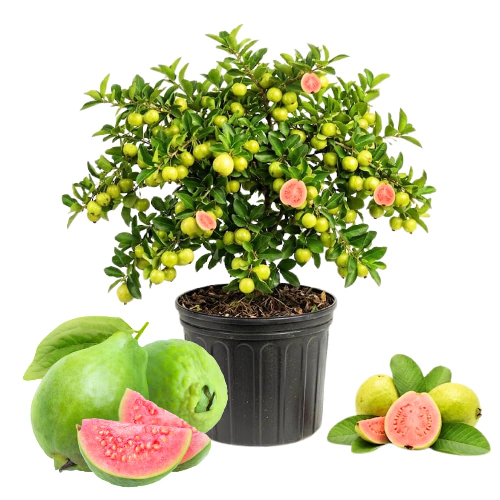 Pink Guava Tree Live Plant in 3 Gallon Pot, Fragrant and Edible Guava Fruit Bearing Tree from 2 to 3 Feet Height, No Ship to CA