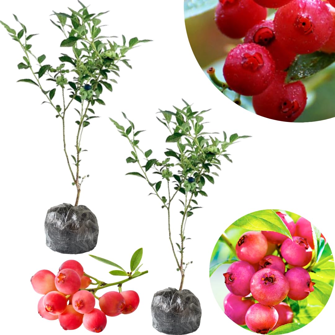 Set 2 Pink Lemonade Blueberry Bushes Live Plants, Blueberry Plants Live for Planting, Blueberry Fruit Trees, 5-9 Inch Tall