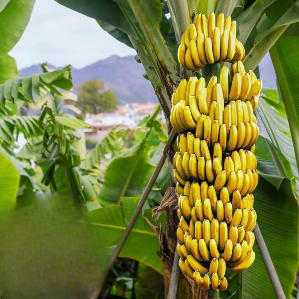 Dwarf Cavendish Banana Tree Plant, 1-2 Feet Tall in Gallon Pot, Cold Hardy Tropical Banana Plant Live, Outdoor Planting, No Ship to CA