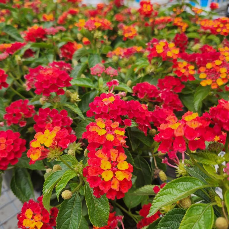 4 Lantana Plants Live, Red Yellow Lantana Live Plant from 4 Inches Tall, Hardy Annual Flower Plant Indoor Outdoor
