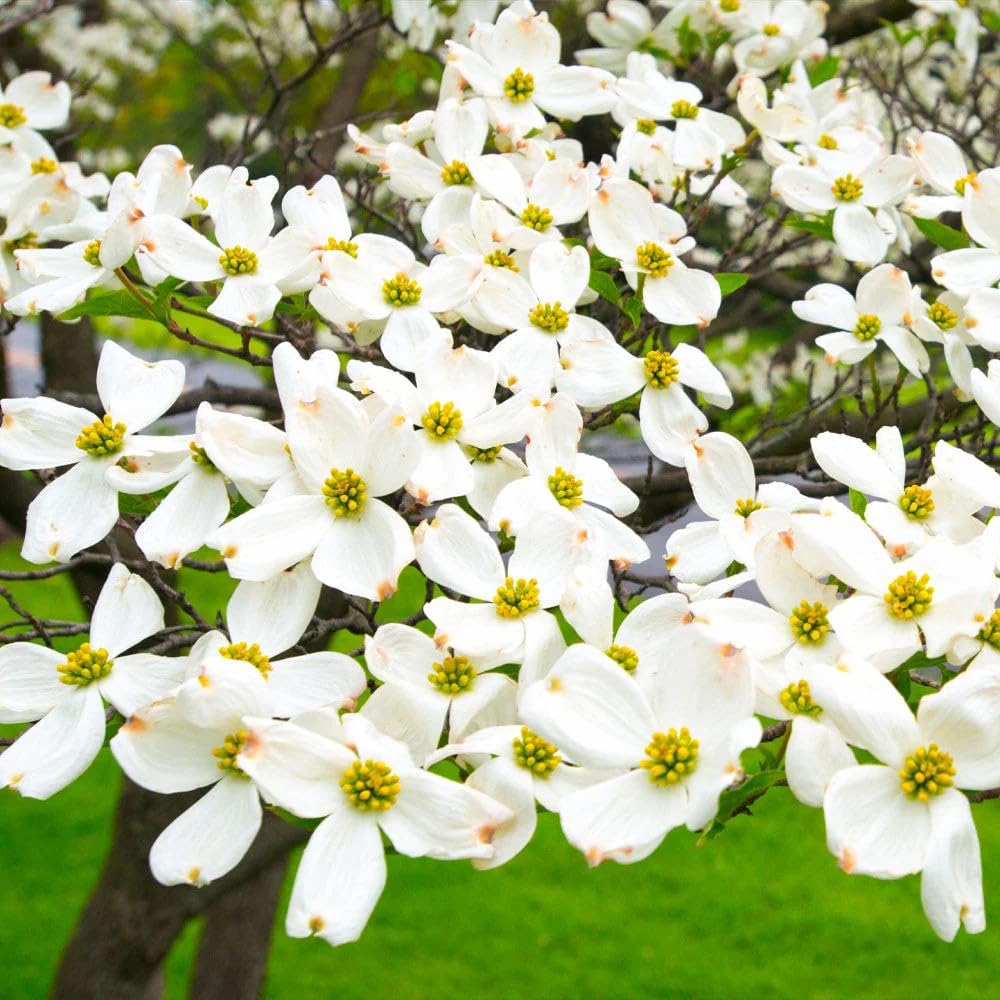 White Dogwood Tree, 8-14 Inch Tall, Quart Pot, Flowering Ornamental Tree for Outdoor Planting and Landscaping