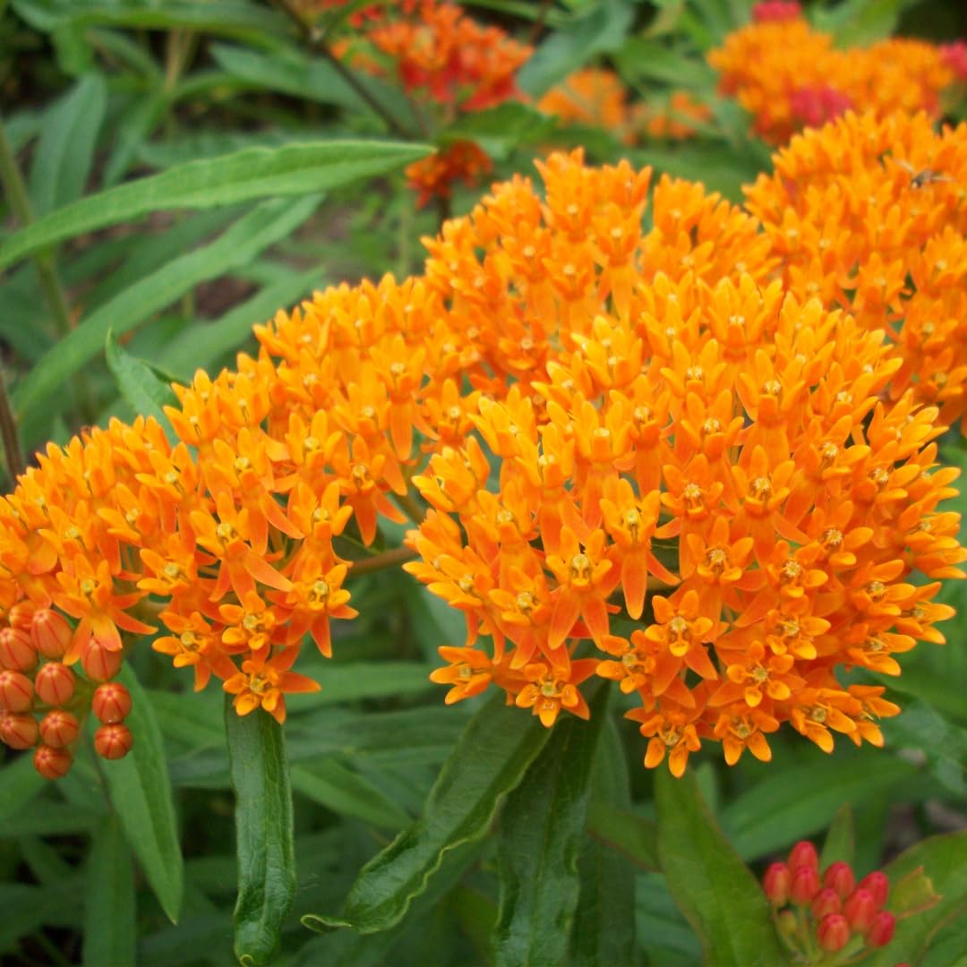 Set of 2 Live Milkweed Plants, Perennial Butterfly Milkweed Plants, Asclepias Tuberosa Plant, 5-8 Inch Tall for Indoor or Outdoor Planting (Orange Milkweed)