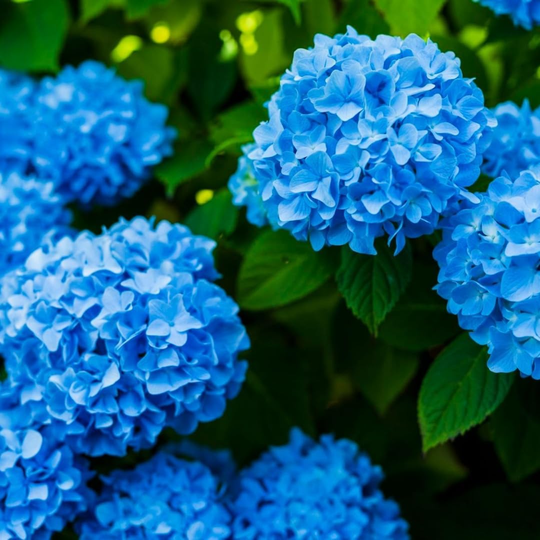 Hydrangea Plant Live, Hydrangea Tree Live Plant for Planting, 5 to 7 Inc Tall, Blue Flowers Plant