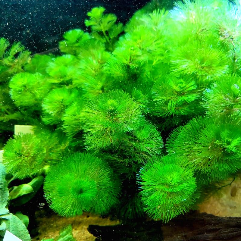 Set of 14 Green Cabomba Plants Live, Aquarium Plants Live, 4 to 7 Inch Tall, Live Aquarium Plants, Cabomba Live Plants, Easy to Plant
