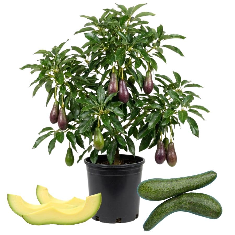 Live Long Neck Russel Avocado Plant 1.5-2.5 Feet Tall, Long Neck Acocado Fruit Tree to Grow Outdoor Indoor