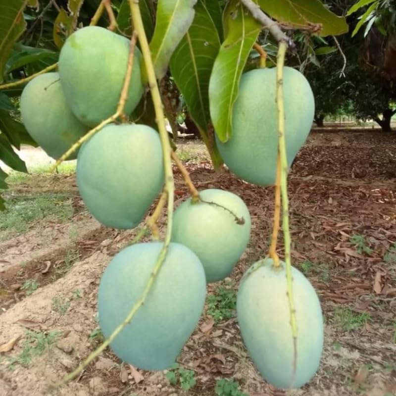 Sweet Tart Mango Tree Live Plant for Planting, Grafted Mango Plant in 3 Gallon Pot, Fast Growing Tropical Fruit Tree Seedlings