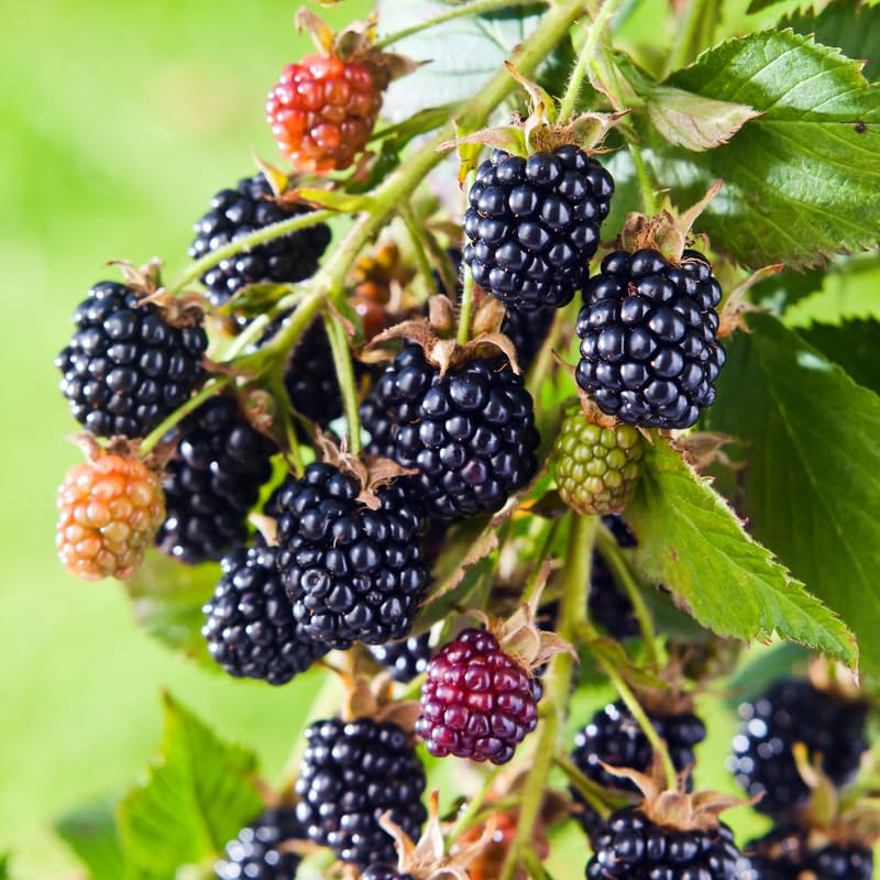 2 BlackBerry Bushes Live Plant, Sweet, Thornless, High Yielding Berries for Outdoor Planting, Fully Rooted 4-7 Inches (Navaho)