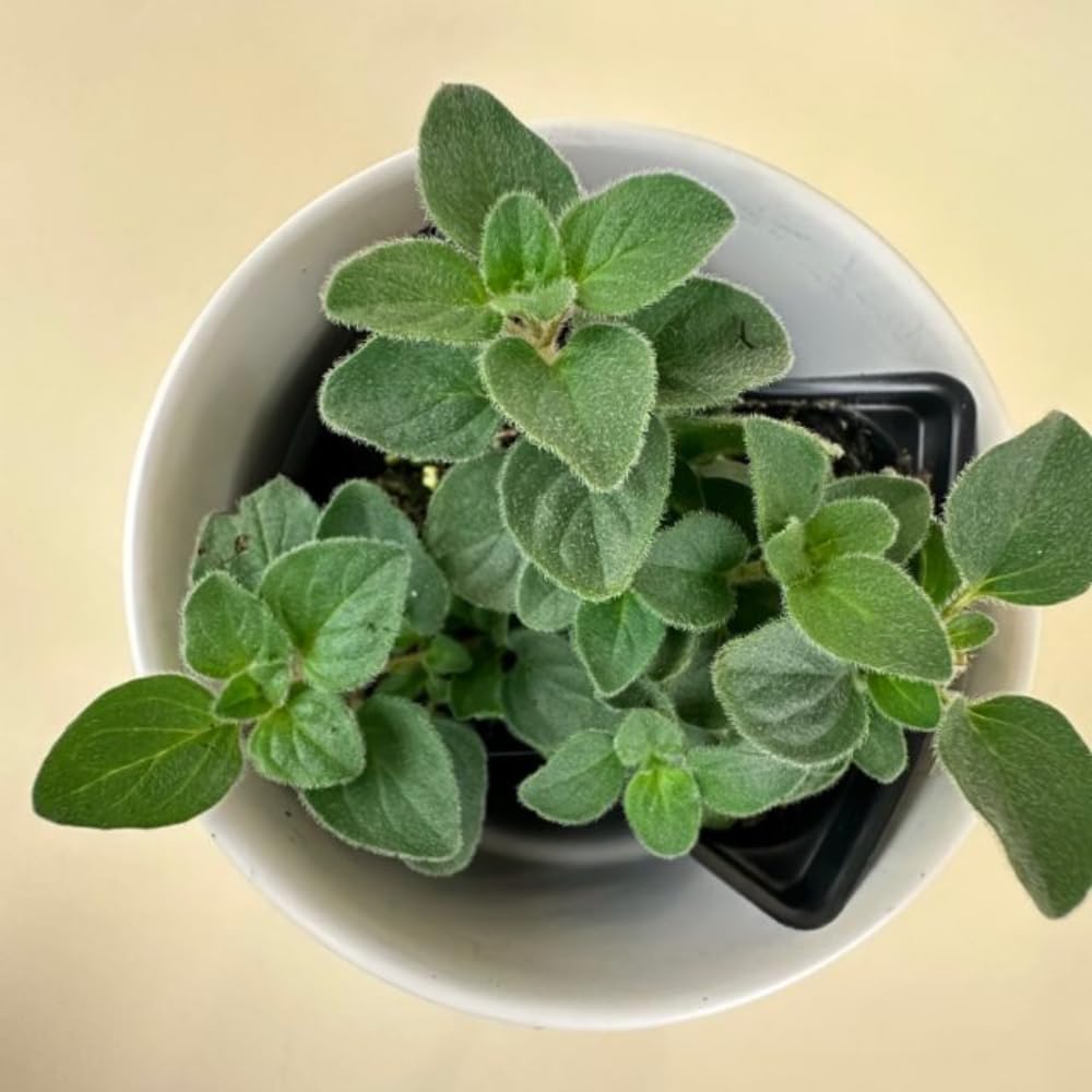 Pack 2 Oregano Plants, Oregano Plant Well Rooted, Herb for Growing 3-5 Inch Tall