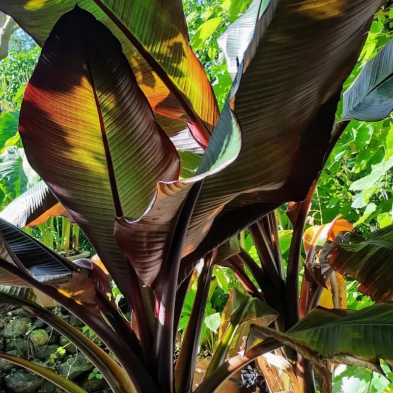 Zebrina Banana Plant Live for Planting, Banana Trees Live Plants for Outdoor Indoor Planting, Cold Hardy, 4-7" in Tall, No Pot, Musa Plant