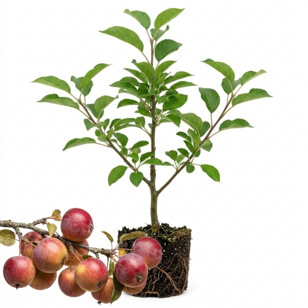 Crabapple Tree Live Plant, 5-8 Inch Tall Crabapple Fruit Seedling