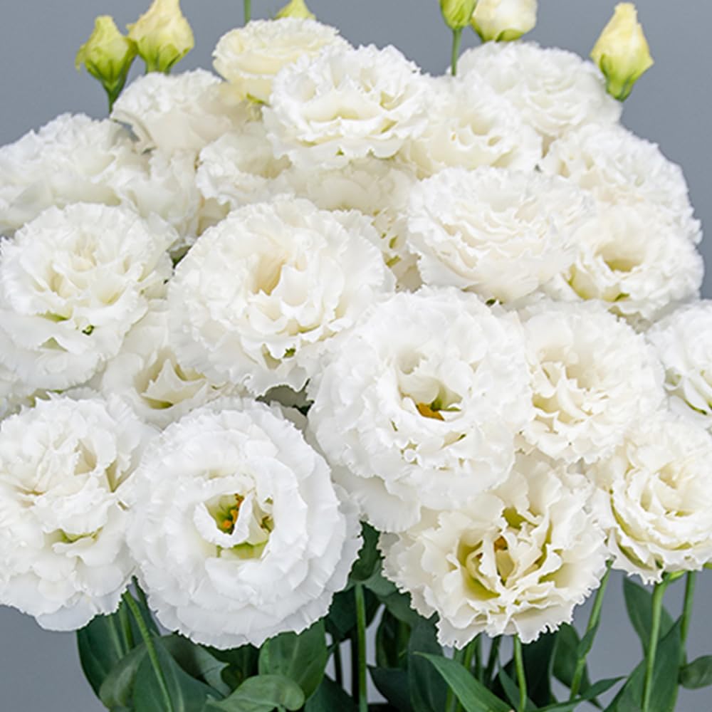 White Eustoma Lisianthus Plants Live Plug Size, Well-Rooted 3-5" in Tall, Texas Bluebell, Thornless Love Rose Plant, Summer Fall Bloom