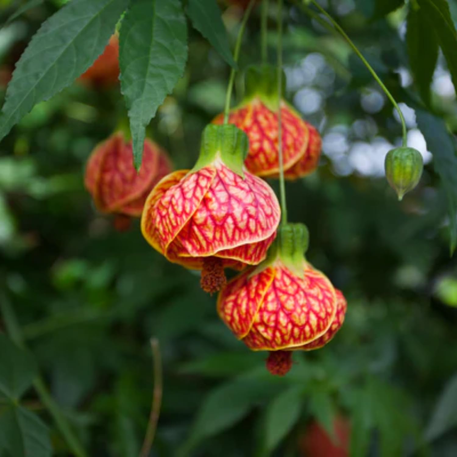 Orange Abutilon Plant Live, 5-9” Tall, Trailing Lantern Abutilon Flower Vine Home Garden
