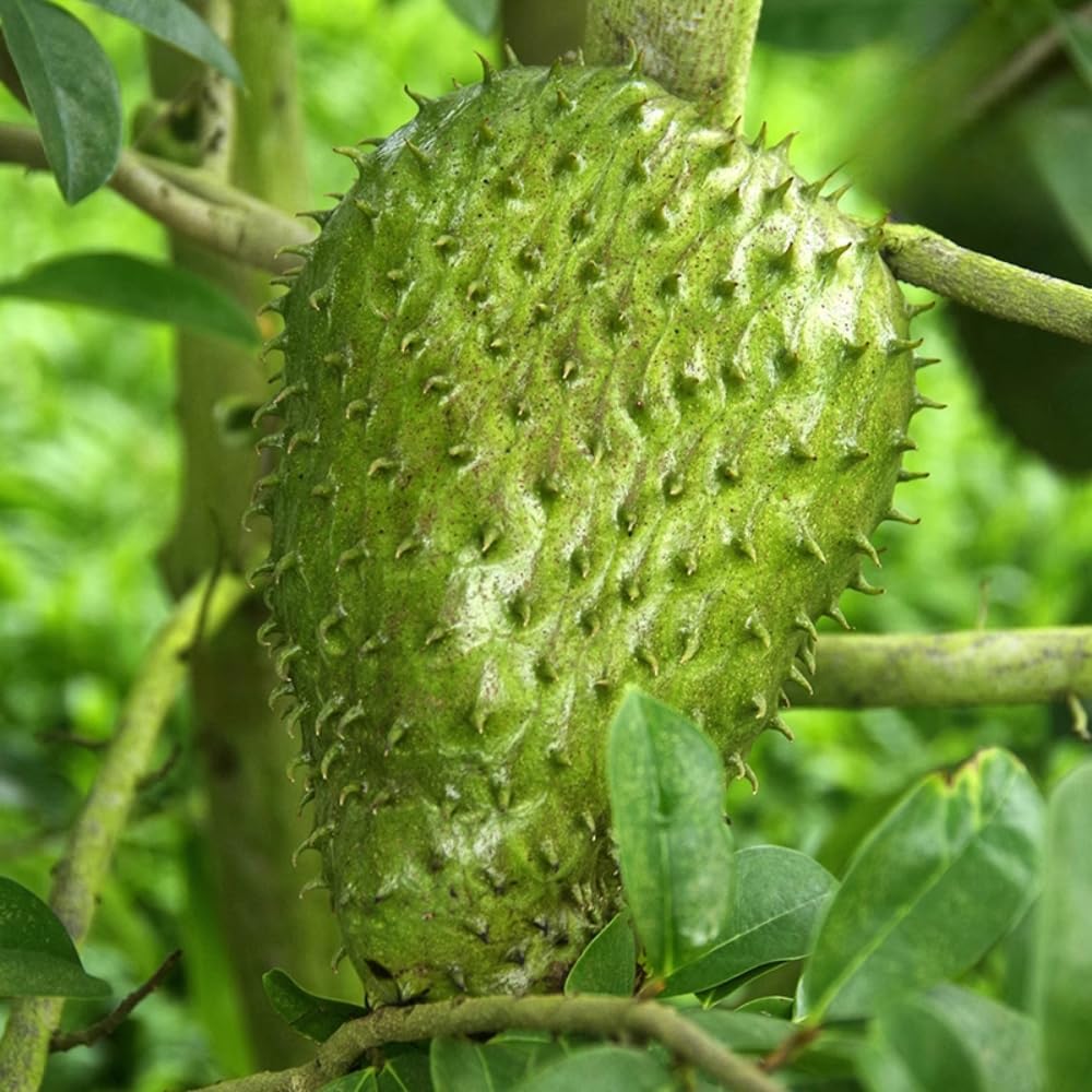 2-3 Feet Sweet Giant Soursop Tree Live Plant in 1 Gallon Pot, 2-3 Years Old, Guanabana Annona Muricata Plants for Zones 10-11 Planting