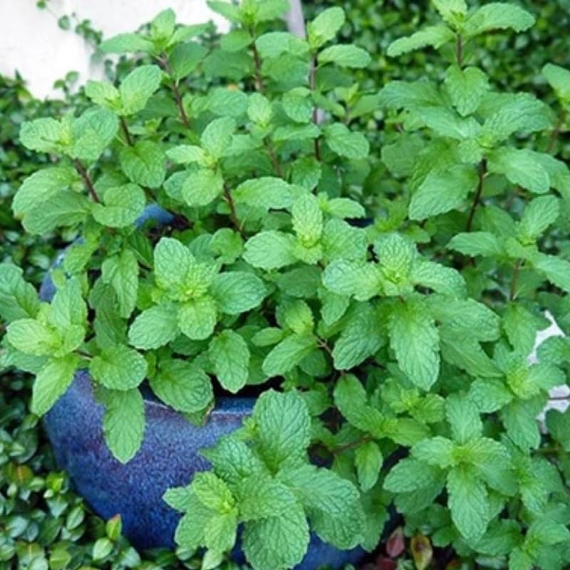 Set 4 Mojito Mint Plants Live, 4-6 Inches Tall, Culinary Herb for Indoor or Outdoor Planting