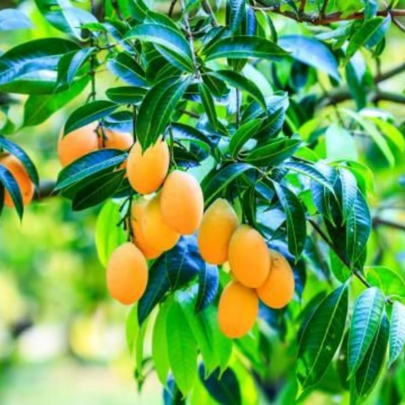 Honey Mango Tree Live Plant for Planting, Grafted Mango Plant in 3 Gallon Pot, Fast Growing Tropical Fruit Tree Seedlings