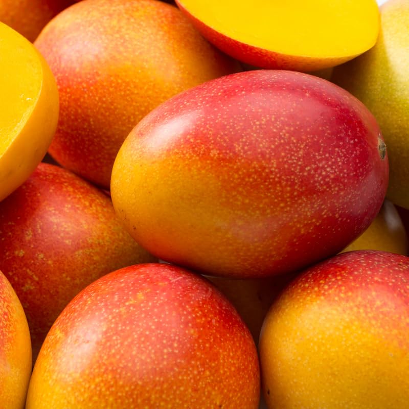 Sweet Mango Trees Live Plants in 3 Gal Pot, Fragrant Mango Fruit Tree from 2 to 3 Feet Tall, Sweet and Fast-Growing, No Ship to CA