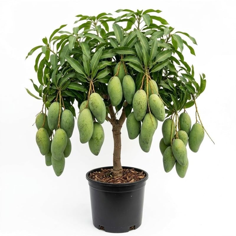 Dark Green Mango Tree Live Plant, 3 Gallon Pot, Mango Plant for Outdoor Garden Growing, No Ship to CA