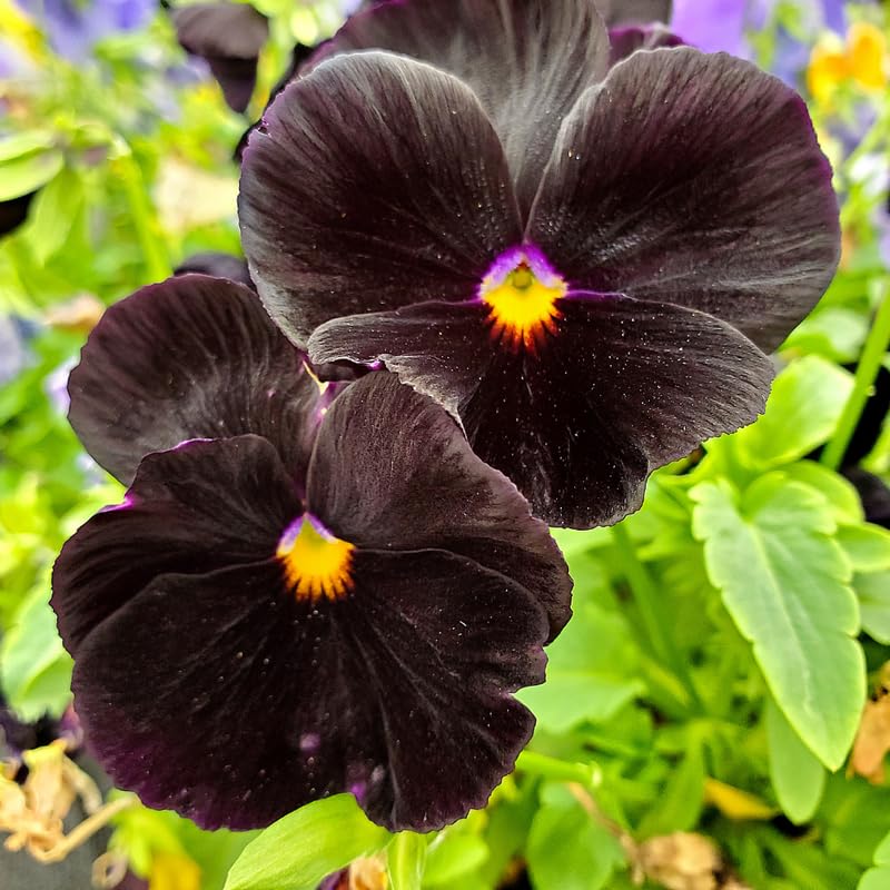 Pansy Live Plant 3–5 Inches Tall, Annual Pansies Flower, Blooming Flowers for Garden Beds, Pots and Borders
